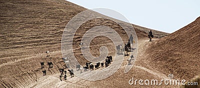 Afghanistan refugee camp donkey and sheep in the North in the middle fighting season Editorial Stock Photo