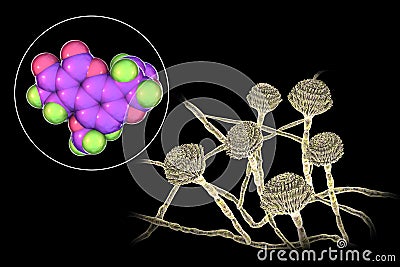 Aflatoxin B1 molecule, a toxin produced by fungi Aspergillus Cartoon Illustration