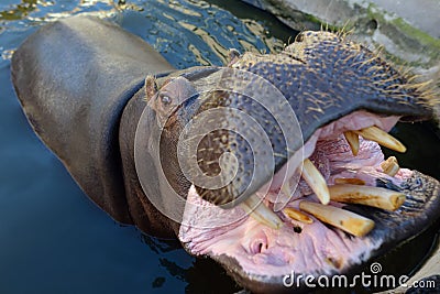 Africa angry hippo is on the water. Hippopotamus amphibius with a wide open mouth displaying dominance and aggression Stock Photo