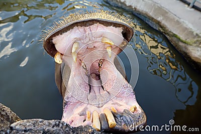 Africa angry hippo is on the water. Hippopotamus amphibius with a wide open mouth displaying dominance and aggression Stock Photo