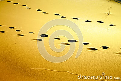 africa brown sand dune footstep Stock Photo