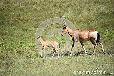 Africa- Close Up of a Cute Wild Young Red Hartebeest Antelope Calf Walking With Its Mother Stock Photo