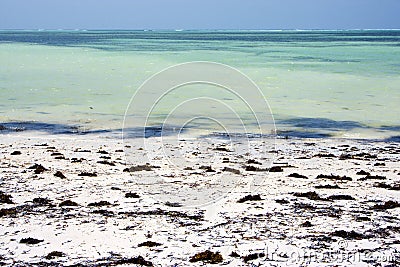 Africa coastline the blue lagoon relax of zanzibar Stock Photo