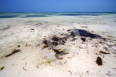 africa coastline froth foam in the blue lagoon relax Stock Photo