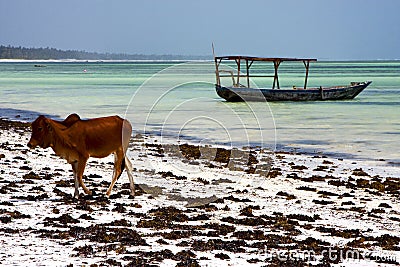 Africa cow boat pirague in the blue lagoon relax of zanzibar Stock Photo