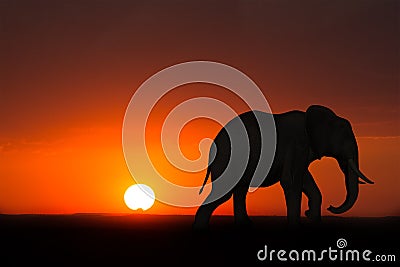 Africa Elephant Sunrise Sunset Wildlife Cartoon Illustration