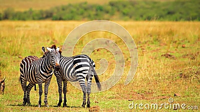 Zebra - Amazing Family of Zebras, Wild Nature, Wild Animal, Wildlife,  Africa, Savanna Stock Footage - Video of mammal, famous: 181877528