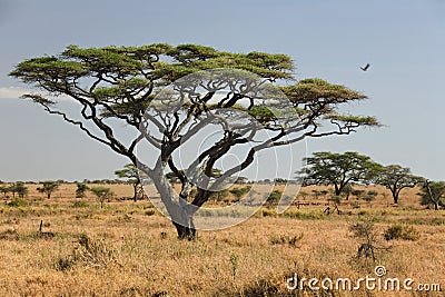 Africa landscape 027 serengeti Stock Photo