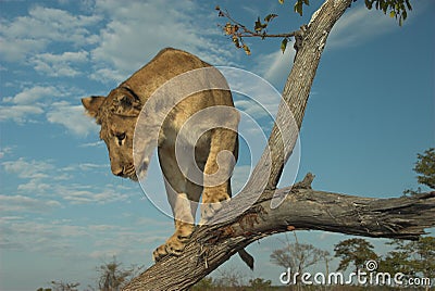 Africa Lion (Panthera leo) Stock Photo