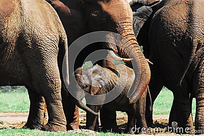 Africa- A Mother Elephant Protecting Her Calf With Her Trunk Stock Photo