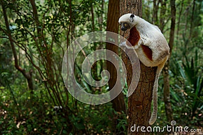 Africa nature. Coquerel's sifaka, Propithecus coquereli, Ankarafantsika NP. Monkey in habitat. Wild Stock Photo