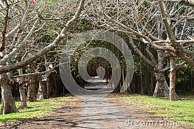 Africa, picturesque village of Mont Choisy in Mauritius Stock Photo