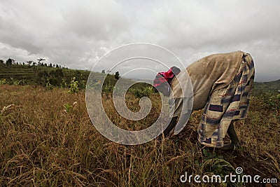 Africa, South Ethiopia, Konso village. unidentify Konso woman working on field Editorial Stock Photo