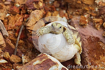 Africa spurred tortoise being born,baby tortoise hatching Stock Photo