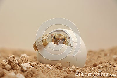 Africa spurred tortoise being born, Cute portrait of baby tortoise hatching Stock Photo