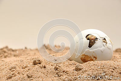 Africa spurred tortoise being born, Cute portrait of baby tortoise hatching Stock Photo