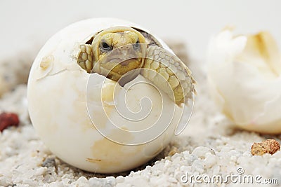 Africa spurred tortoise are born naturally,Tortoise Hatching from Egg Stock Photo