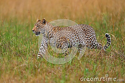 Africa wildlife. Leopard, Panthera pardus shortidgei, nature habitat, big wild cat in the nature habitat, sunny day on the Stock Photo