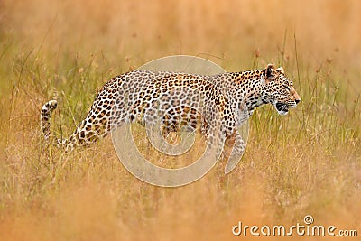 Africa wildlife. Leopard, Panthera pardus shortidgei, nature habitat, big wild cat in the nature habitat, sunny day on the Stock Photo