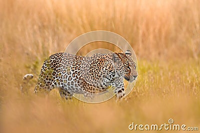 Africa wildlife. Leopard, Panthera pardus shortidgei, nature habitat, big wild cat in the nature habitat, sunny day on the Stock Photo
