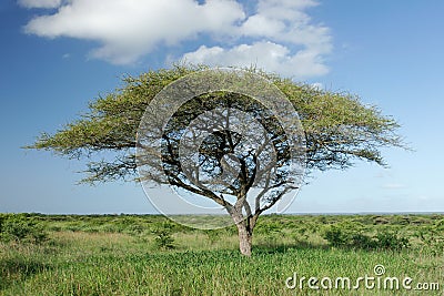 African Acacia tree Stock Photo
