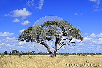 African Acacia tree Stock Photo