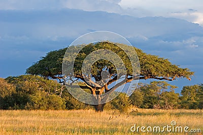 African Acacia tree Stock Photo