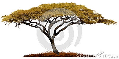 African Acacia tree. Stock Photo