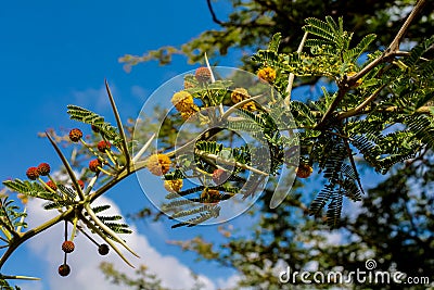 African acacia tree long needles Stock Photo
