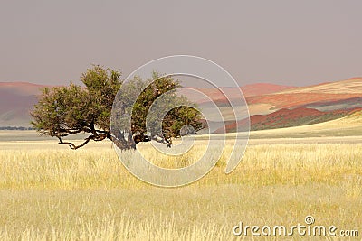 African Acacia tree, Sossusvlei, Namibia Stock Photo