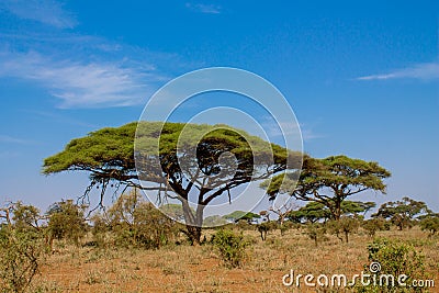 African acacia trees in savanna bush Stock Photo