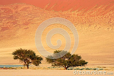 African Acacia trees, Sossusvlei, Namibia Stock Photo