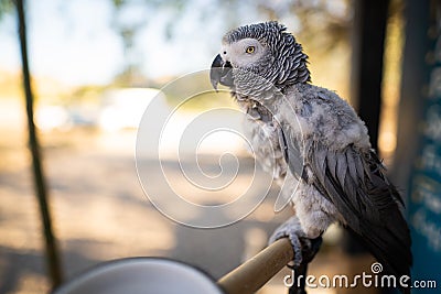 African adult gray parrot Jaco. Stock Photo