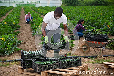 African-american farmer collects and carries boxes zucchini Stock Photo