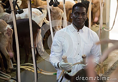 African American farmer milking goats Stock Photo