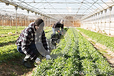 African american horticulturist harvesting arugula Stock Photo