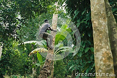 African-american man climbs onto a palm tree to take coconut Editorial Stock Photo