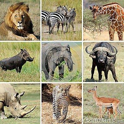 African animal collage Stock Photo