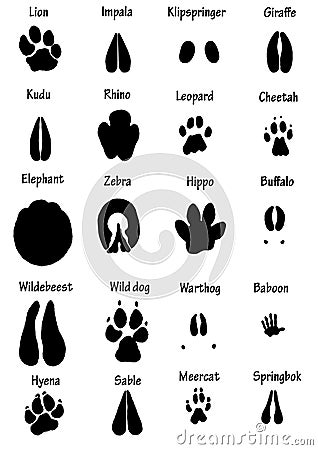 African animal tracks Stock Photo