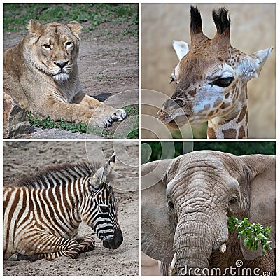 African animals Stock Photo