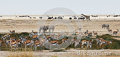 African animals close to a waterhole Stock Photo