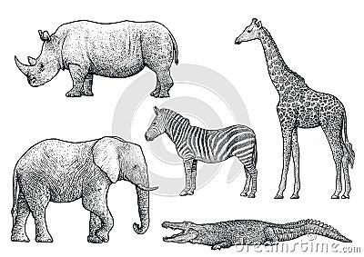 African animals illustration, drawing, engraving, ink, line art, vector Vector Illustration