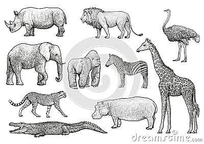 African animals illustration, drawing, engraving, ink, line art, vector Vector Illustration