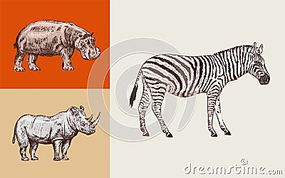 African animals. Rhinoceros Hippopotamus Wild zebra. Engraved hand drawn Vintage old monochrome safari sketch. Vector Vector Illustration