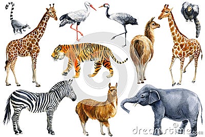 African animals watercolor, white background. Giraffe, elephant, tiger, lemur, llama and zebra. Birds crane and stork. Cartoon Illustration