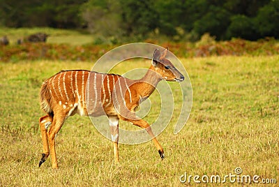 African antelope calf Stock Photo