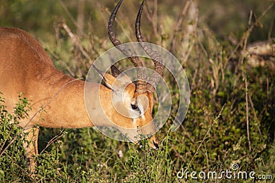 African antelope of the impala species eating grass in the African savannah where it lives in the free and wildlife Stock Photo