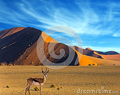 African antelope Impala Stock Photo