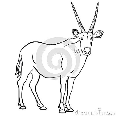 African antelope Vector Illustration