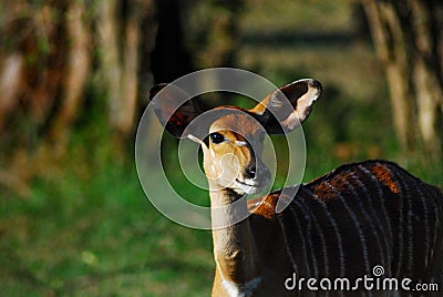 A single African Antelope Stock Photo